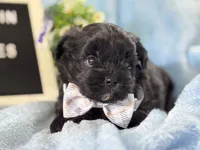 Grady, a male Shihpoo for sale in Charleston, WV – 5 of 6