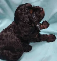 Jimmy, a male Cavapoo for sale in Charleston, WV – 2 of 3