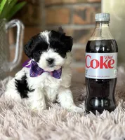 Sully , a male Shihpoo for sale in Charleston, WV – Photo 4 of 4