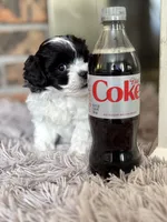 Sully , a male Shihpoo for sale in Charleston, WV – Photo 2 of 4