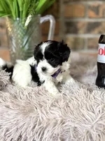 Sully , a male Shihpoo for sale in Charleston, WV – Photo 3 of 4