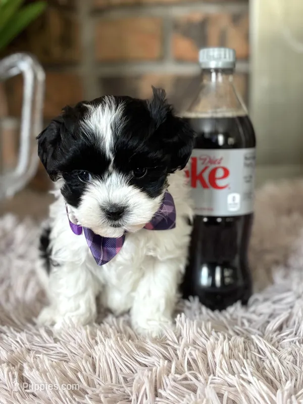 Sully  – Shihpoo puppy for sale in Charleston, WV