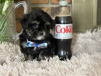 Simon , a male Shihpoo for sale in Charleston, WV – Photo 2 of 3