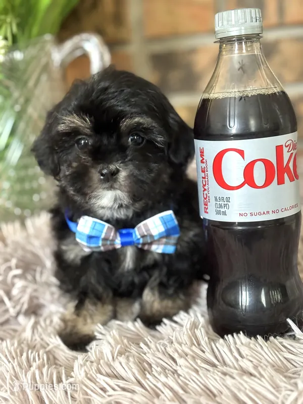 Simon  – Shihpoo puppy for sale in Charleston, WV