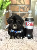 Simon , a male Shihpoo for sale in Charleston, WV – Photo 3 of 3