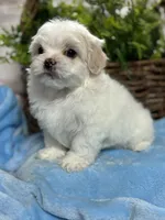 Ozzie, a male Mal Shi for sale in Charleston, WV – Photo 3 of 3