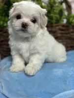 Ozzie, a male Mal Shi for sale in Charleston, WV – Photo 2 of 3