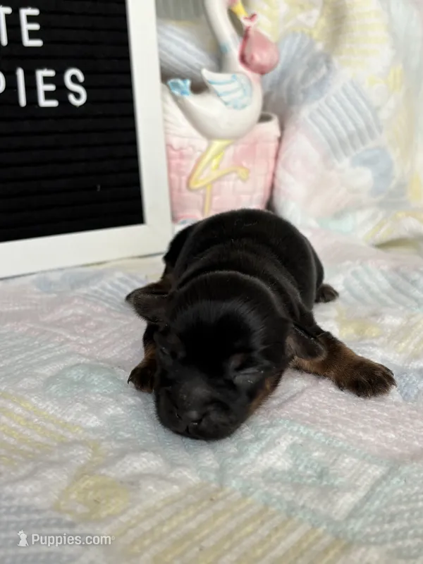 Shorkie female  – Shorkie puppy for sale in Charleston, WV