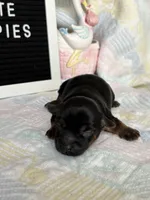 Shorkie female , a female Shorkie for sale in Charleston, WV – 1 of 3