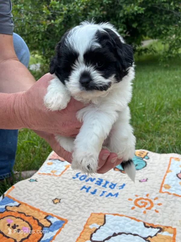 GUS – Shihpoo puppy for sale in Charleston, WV