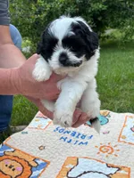 GUS ready for pick up now!, a male Shihpoo for sale in Charleston, WV – 1 of 5