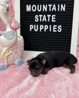 Macy Girl, a female Yorkshire Terrier for sale in Charleston, WV – 2 of 3