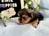 Yorkie Male 1, a male Yorkshire Terrier for sale in Charleston, WV – 6 of 6