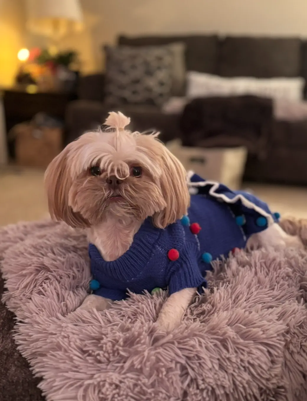 Emmy, a female Shih Tzu for sale in Charleston, WV – Photo 5 of 6