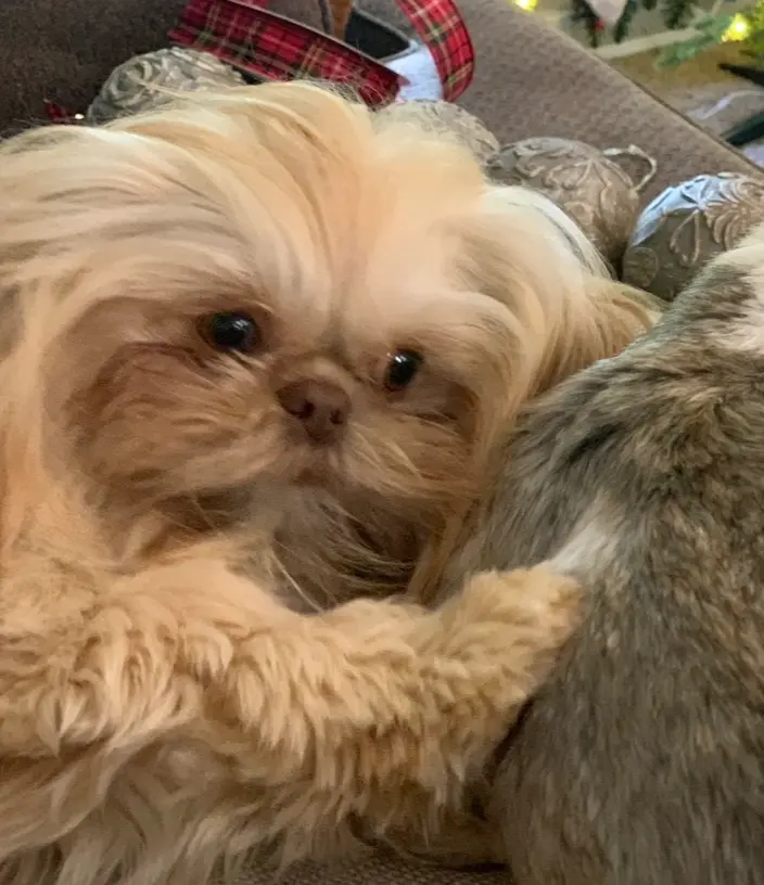 Emmy, a female Shih Tzu for sale in Charleston, WV – Photo 2 of 6