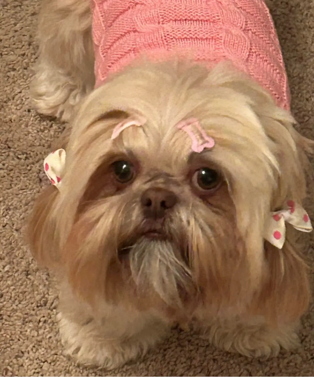 Emmy, a female Shih Tzu for sale in Charleston, WV – Photo 6 of 6