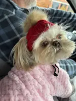 Emmy, a female Shih Tzu for sale in Charleston, WV – Photo 3 of 6