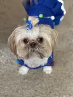 Emmy, a female Shih Tzu for sale in Charleston, WV – Photo 1 of 6