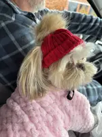 Emmy, a female Shih Tzu for sale in Charleston, WV – Photo 4 of 6