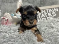 Tiny little Hope, a female Yorkshire Terrier for sale in Charleston, WV – Photo 2 of 2