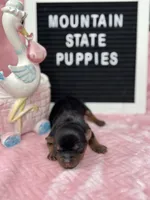 Macy Girl, a female Yorkshire Terrier for sale in Charleston, WV – 3 of 3