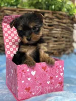 Tiny Cherry, a female Yorkshire Terrier for sale in Charleston, WV – Photo 3 of 4