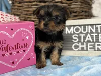 Tiny Cherry, a female Yorkshire Terrier for sale in Charleston, WV – Photo 2 of 4