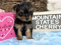 Tiny Cherry, a female Yorkshire Terrier for sale in Charleston, WV – Photo 1 of 4