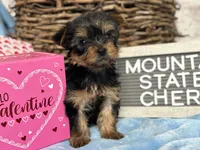 Tiny Cherry, a female Yorkshire Terrier for sale in Charleston, WV – Photo 4 of 4