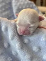 AKC Luther , a male Maltese for sale in Charleston, WV – 2 of 2