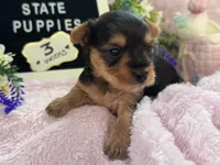 Yorkie Female 1, a female Yorkshire Terrier for sale in Charleston, WV – 2 of 6