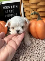 AKC Luther , a male Maltese for sale in Charleston, WV – 3 of 7