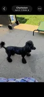 Bouncy, a female Poodle - Miniature  for sale in Charleston, WV – 2 of 2