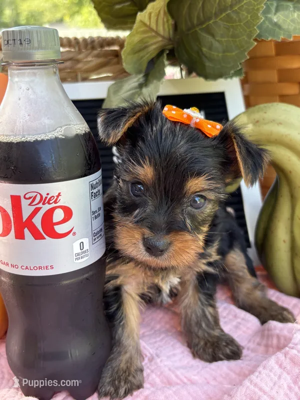 Molly – Yorkshire Terrier puppy for sale in Charleston, WV