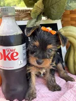 Molly, a female Yorkshire Terrier for sale in Charleston, WV – 1 of 5