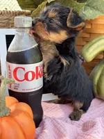 Molly, a female Yorkshire Terrier for sale in Charleston, WV – 3 of 5