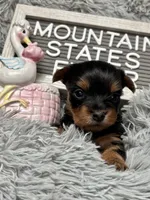 Mountain States Ember, a female Yorkshire Terrier for sale in Charleston, WV – Photo 2 of 4