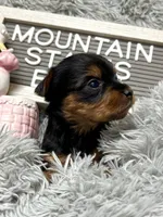 Mountain States Ember, a female Yorkshire Terrier for sale in Charleston, WV – Photo 3 of 4