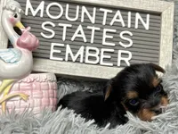 Mountain States Ember, a female Yorkshire Terrier for sale in Charleston, WV – Photo 4 of 4