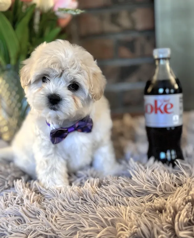 Stevie  – Maltipoo puppy for sale in Charleston, WV