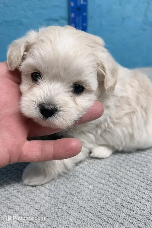 Stevie  – Maltipoo puppy for sale in Charleston, WV