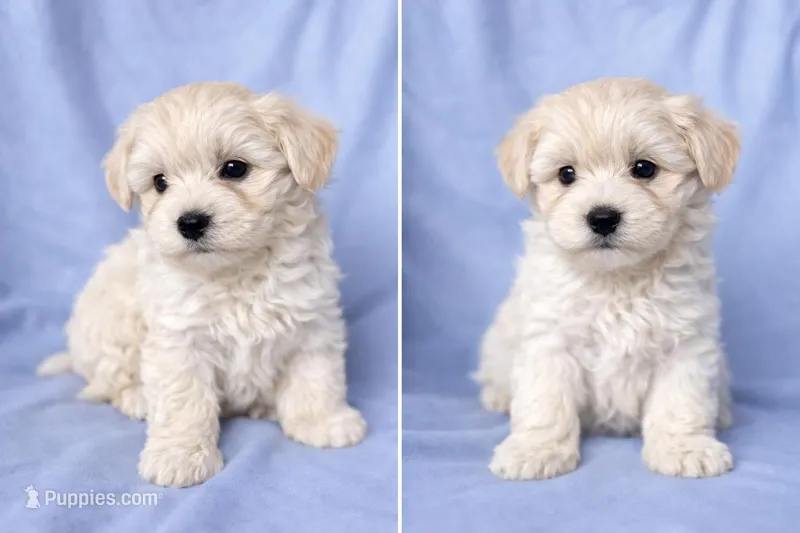 Stevie  – Maltipoo puppy for sale in Charleston, WV