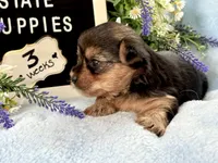 Yorkie Male 1, a male Yorkshire Terrier for sale in Charleston, WV – 4 of 6