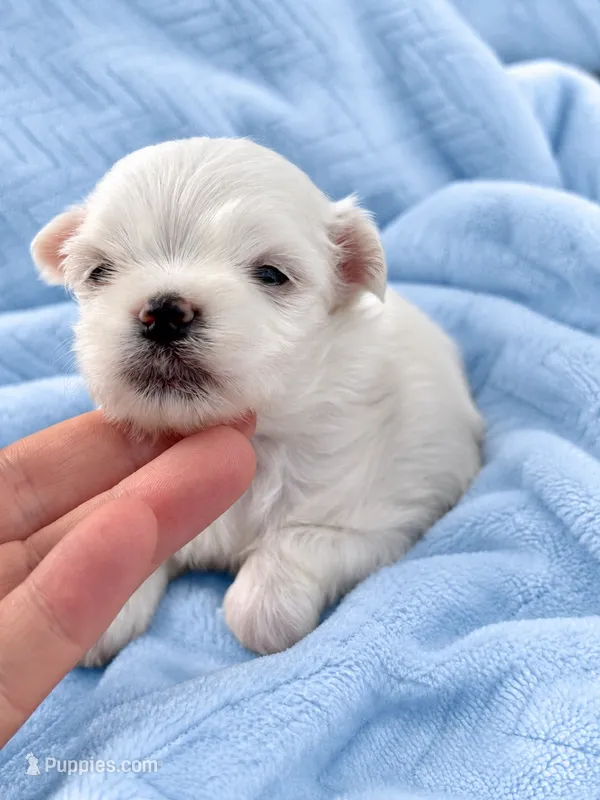AKC Luther  – Maltese puppy for sale in Charleston, WV