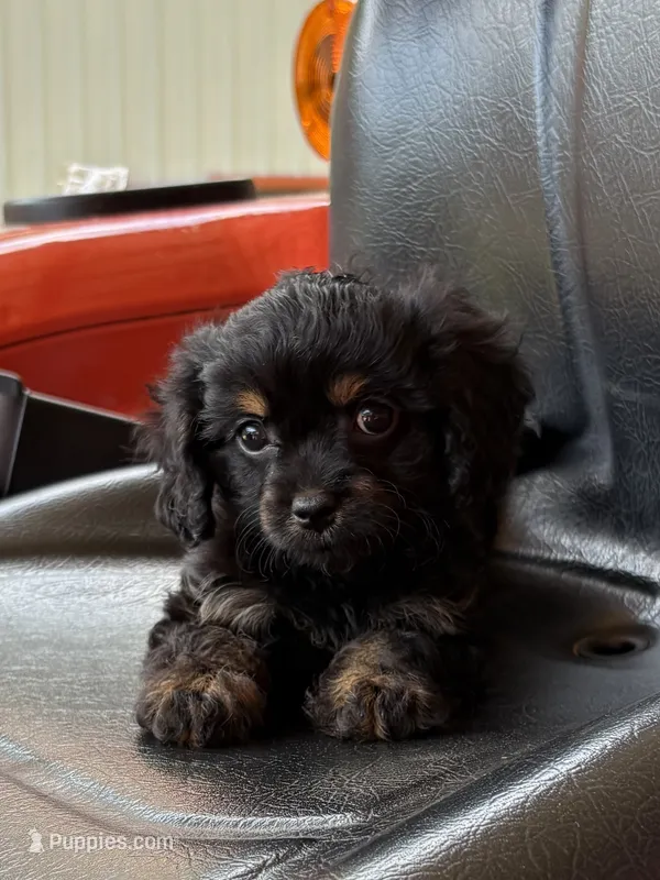 Cavapoo Female  – Cavapoo puppy for sale in Charleston, WV