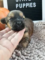 Shorkie READY NOW, a male Shorkie for sale in Charleston, WV – 4 of 9
