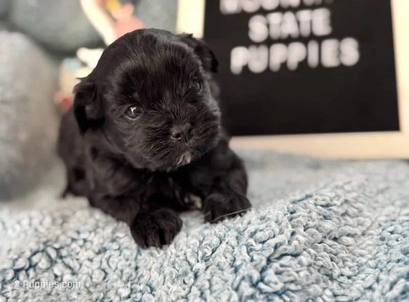Grady – Shihpoo puppy for sale in Charleston, WV