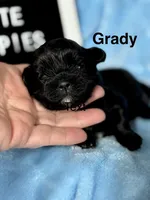 Grady, a male Shihpoo for sale in Charleston, WV – Photo 1 of 2
