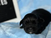 Grady, a male Shihpoo for sale in Charleston, WV – Photo 2 of 2