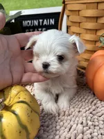 AKC Luther , a male Maltese for sale in Charleston, WV – 5 of 7